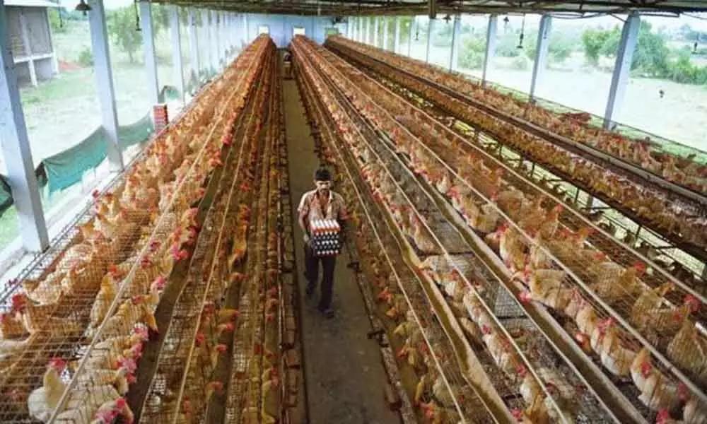 Barwala Egg Rate Today – (NECC Egg Price in Barwala )