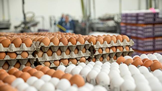 Namakkal Egg Rate Today – (NECC Egg Price in Namakkal)