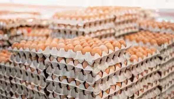 Poultry Industry India